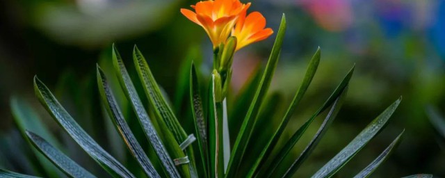 关于君子兰寓意及花语(关于君子兰的寓意)