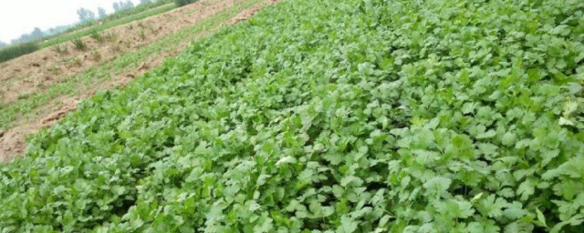 香菜种植的注意事项分享(香菜的种植方法和注意事项介绍)