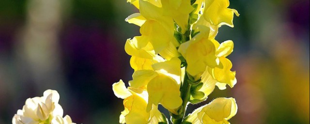 关于 金鱼草花语介绍