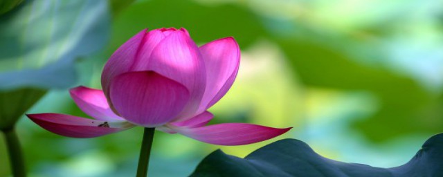 关于姜荷花的种植方法和注意事(请问姜荷花怎么养)