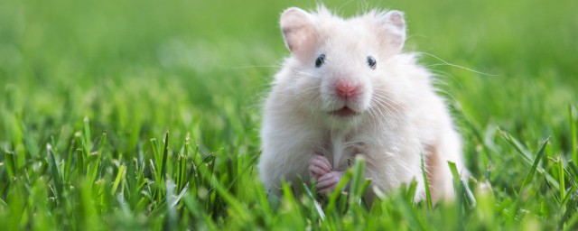 夏天养仓鼠的注意事项(在夏天仓鼠怎么养)