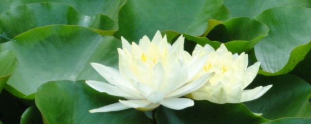 莲花的代表意义(莲花的象征意义有哪些)