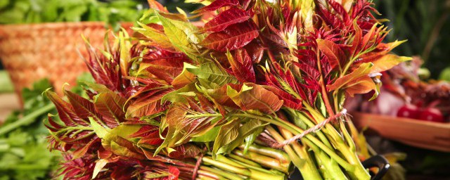 香椿最实用的保存方法(香椿如何保存方法)