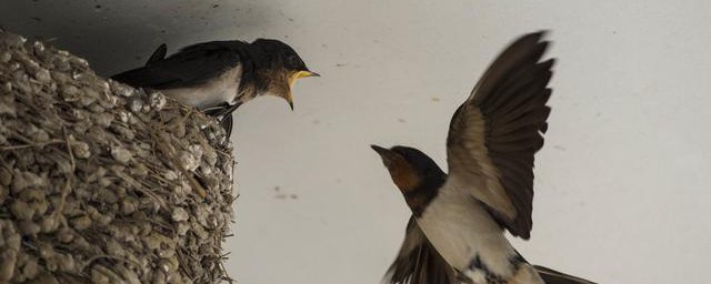 益鸟都有哪些呢(请问益鸟有哪些)