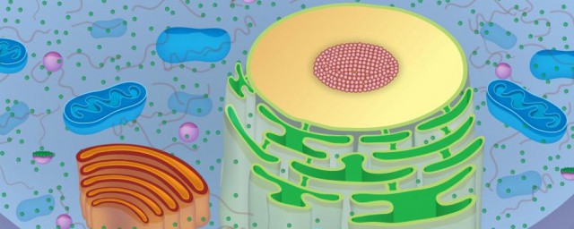 核糖体简单介绍(核糖体的基本类型)