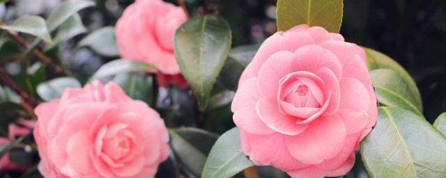 植物根和茎区别有哪些呢(植物的根和根茎有什么区别)