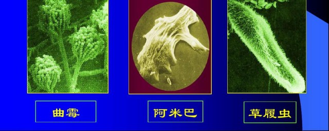 微生物特点是什么(微生物的生物特点)