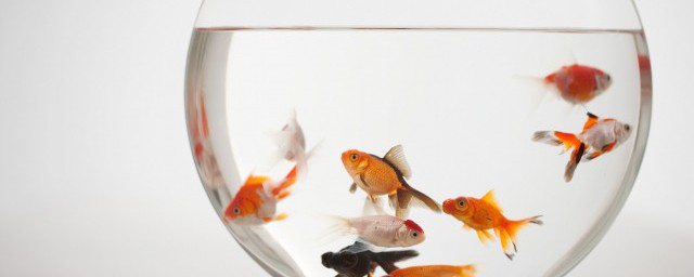 新手养银龙鱼注意哪些(新手适合养银龙鱼吗)