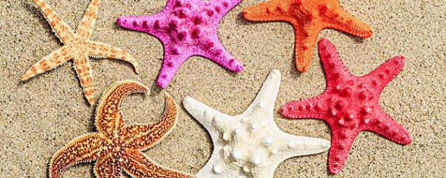 海星禁忌是什么(海星的正确吃法和禁忌)