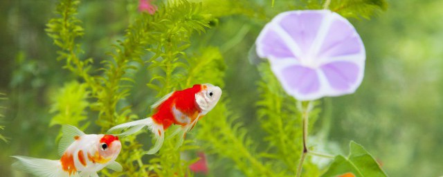 鱼缸需要一直打氧不断吗(鱼缸间歇打氧)