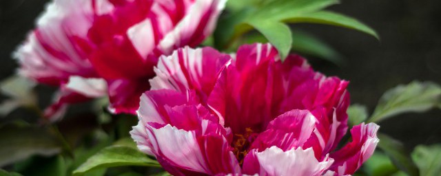 牡丹的简介(牡丹的简介二十字以内)