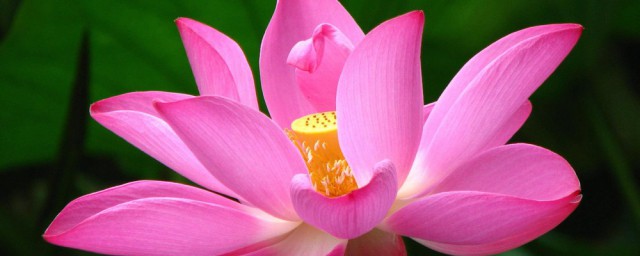 莲花的寓意是什么(滴水莲花的寓意是什么)