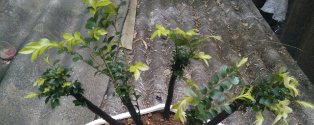 小叶紫檀种植方法分享(小叶紫檀盆景怎么种植)