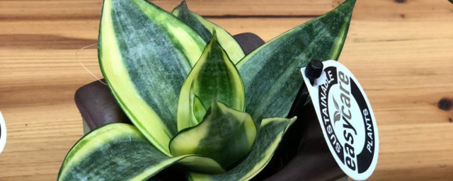 关于虎尾兰的花语介绍(虎尾兰的花是什么样子)