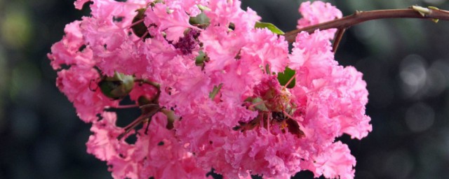 关于紫薇花语和寓意(紫薇花花语代表什么)