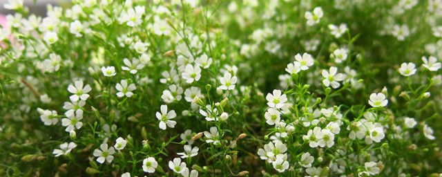 关于绿色满天星的寓意(满天星颜色的寓意及象征)