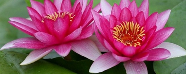 关于并蒂莲花寓意(并蒂莲花语和寓意)