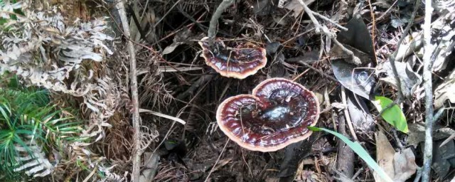 灵芝怎样储存可以防虫(怎么防止灵芝生虫)