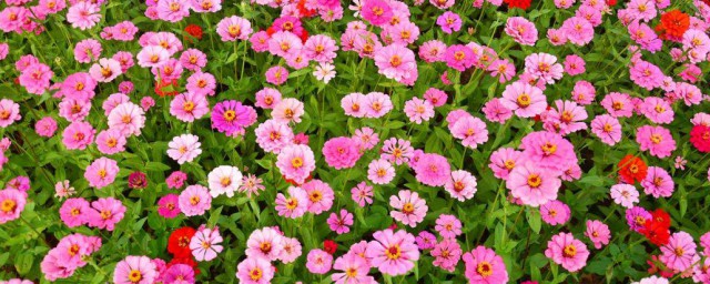 百日菊的花语和寓意分享(菊的寓意与花语)