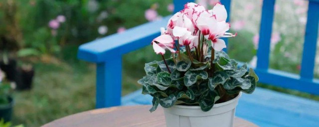 关于仙客来花语介绍(仙客来花含义)