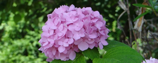 绣球花的花语和寓意分享(绣球花的花语 寓意)