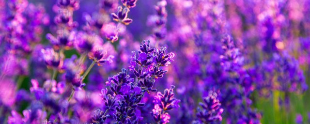 关于佩戴紫色的意义介绍(你知道紫色代表什么吗)