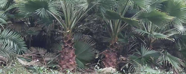 棕榈树的寓意及花语分享(棕榈花的花语)