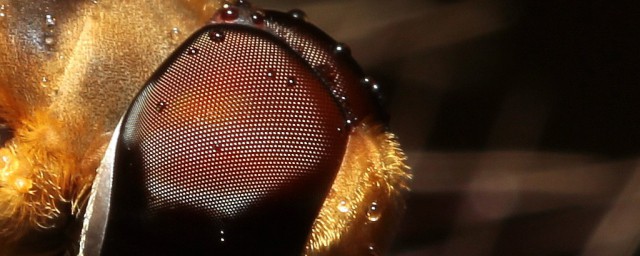 复眼介绍(复眼的介绍)