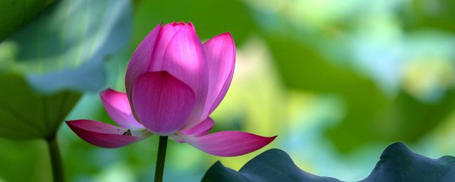 莲花的吉祥寓意分享(莲花的美好寓意)