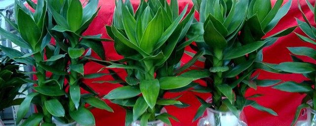 莲花竹的风水和寓意是什么(莲花竹 风水)