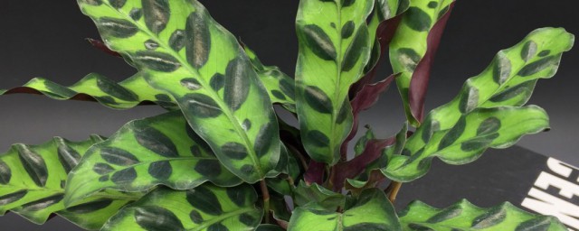 猫眼竹芋花语的寓意(猫眼竹芋别名)