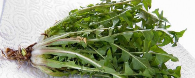 食用蒲公英有什么禁忌呢(什么人不能吃蒲公英的禁忌)