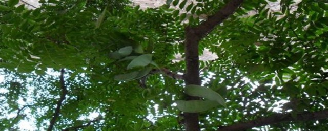 桑榆的寓意象征意义分享(桑榆的暗含意义)