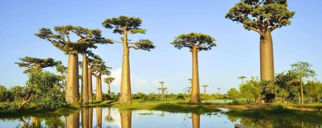 猴面包树怎样储存水分(猴面包树储水量)