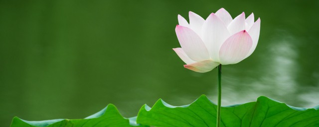 濯清涟而不妖原文及翻译介绍(濯清涟而不妖出自)