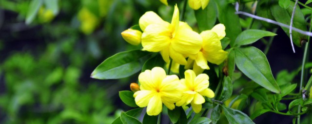 春天的特点有哪些(春天的特点有哪些四字词语)