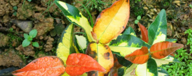 关于黄金络石种植注意事项(花叶黄金络石种植)