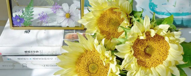 太阳花的寓意介绍(太阳花的象征)