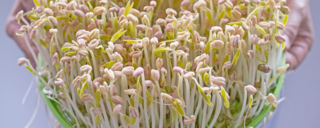 黄豆芽发绿有害吗(绿豆芽为什么会发黄)