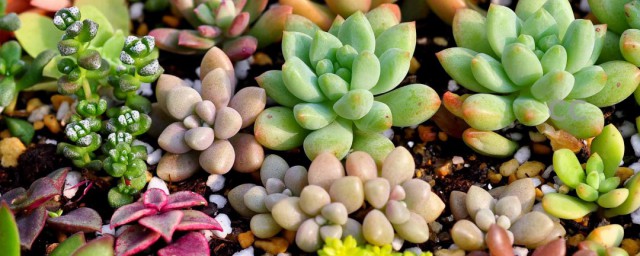 多肉植物品种介绍(多肉植物品种介绍200字)