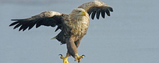 关于鹰象征介绍(鹰的特性和象征意义)