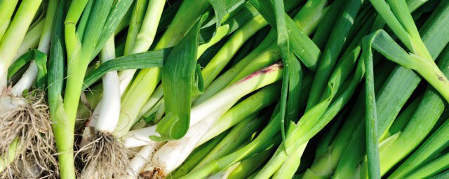 怎么储存新蒜苗(蒜苗怎么储藏)