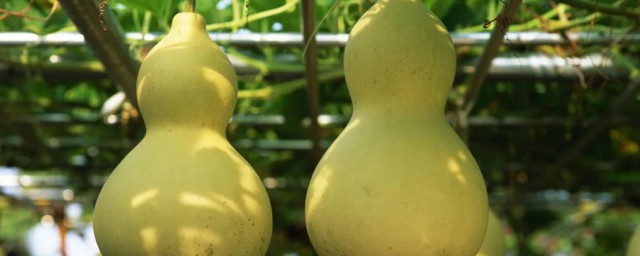 关于葫芦寓意以及对中国人的意义(葫芦的传统文化寓意和象征)