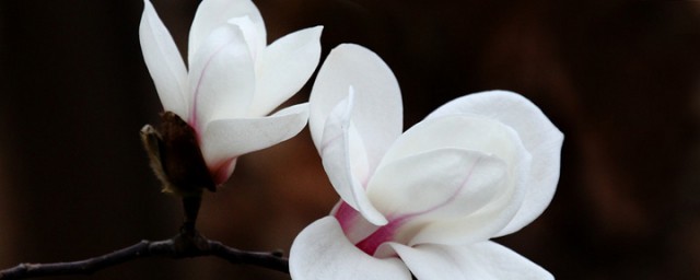 白玉兰怎么种植以及注意事项(盆栽白玉兰的养殖方法和注意事项)