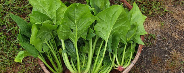 炒菠菜的烹饪方法(菠菜怎么炒法)