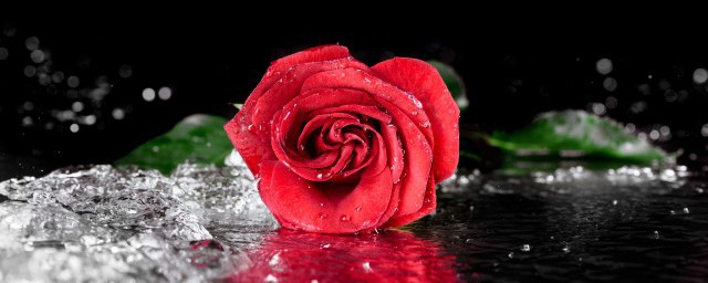 关于玫瑰花的花语介绍(玫瑰花的花语)