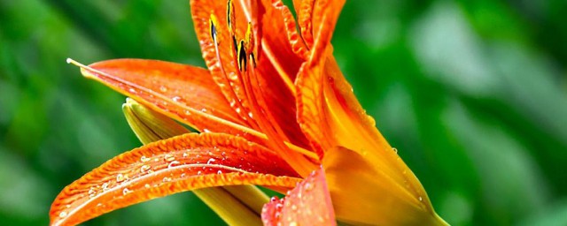 野百合的花语与寓意分享(野百合的花语是什么)