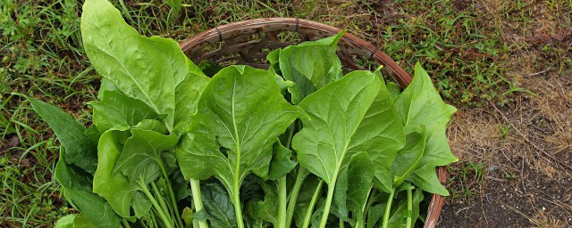 波菜储存步骤(菠菜食用方法)