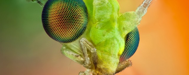 复眼的昆虫有哪些(不是复眼的昆虫有哪些)