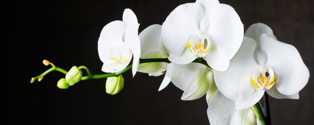 盘点兰花的花语(兰花花语大全 寓意)